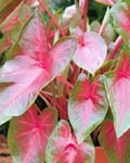 Caladium Blaze