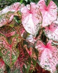 Caladium Pink Beauty