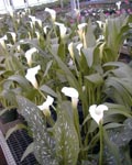 Calla Albo Maculata