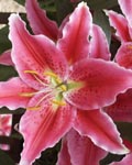 Precooled Lilium Canberra