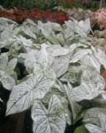 Caladium Candidum