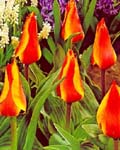 Tulip Cape Cod