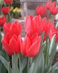 Tulip Capri