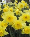 Narcissi Carlton