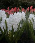 Hyacinth Carnegie