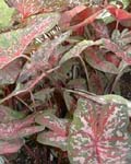 Caladium Carolyn Wharton