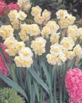 Narcissi Cheerfulness
