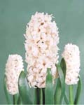 Hyacinth China Pink