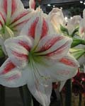 Amaryllis Clown