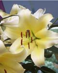 BULBS / LILY / OT-HYBRID