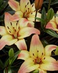 Precooled Lilium Corrida