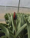 Tulip Couleur Cardinal