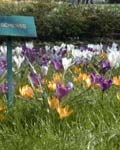 Crocus Large Flower Mix