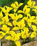 Iris Danfordiae