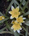 Tulip Dasystemon Tarda