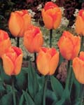 Tulip Daydream