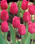 Tulip Don Quichotte