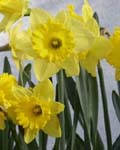 Daffodil Dutch Master