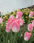 Tulip Dynasty Winter Bloom