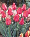 Tulip Elisabeth Arden