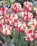 Tulip Estella Rijnveld