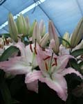 Precooled Lilium Expression