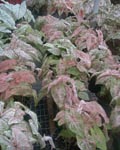 Caladium Fancy Leaf Mix