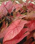 Caladium Fannie Munson