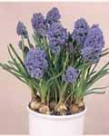 Muscari Fantasy Creation