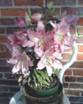 Precooled Lilium Farolito