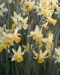 Narcissi February Gold