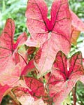 Caladium Festiva