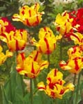 Tulip Flaming Parrot