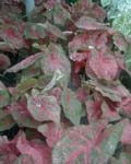 Caladium F.M. Joyner