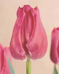 Tulip Frances Bremer