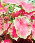 Caladium Freida Hemple