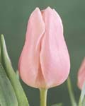 Tulip Gabriella Winter Bloom