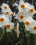 Narcissi Geranium