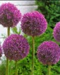 Allium Giganteum