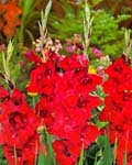 Gladiola Oscar