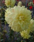 Dahlia Golden Emblem