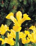 Daffodil Golden Harvest