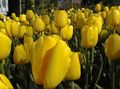 Tulip Golden Present