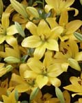 Precoooled Lilium Golden Tycoon