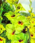 Gladiola Green Woodpecker