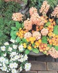 Hyacinth Gypsy Queen
