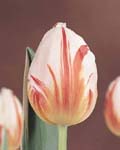 Tulip Happy Generation