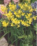 Narcissi Hawera