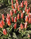 Tulip Hearts Delight