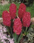 Hyacinth Hollyhock